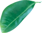 leave